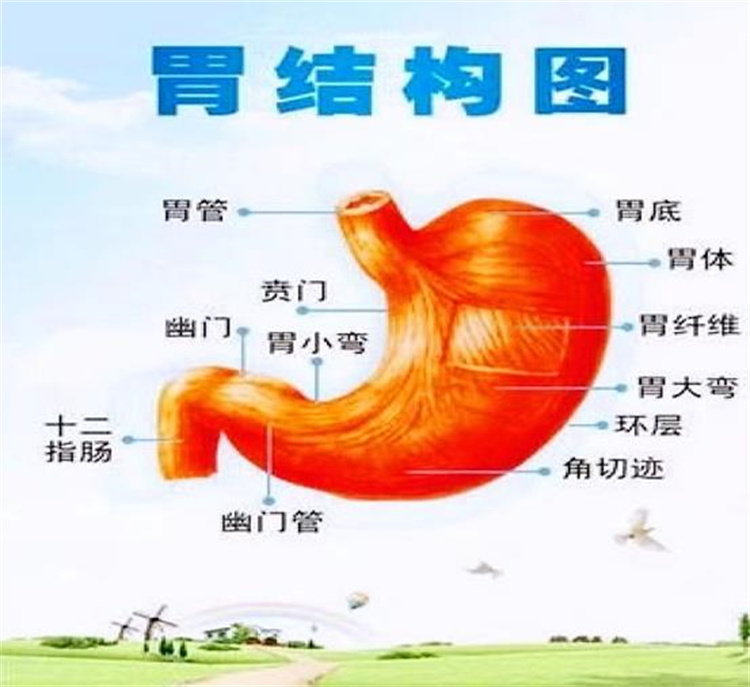 守“胃”健康，時(shí)刻打響你的保“胃”戰(zhàn)